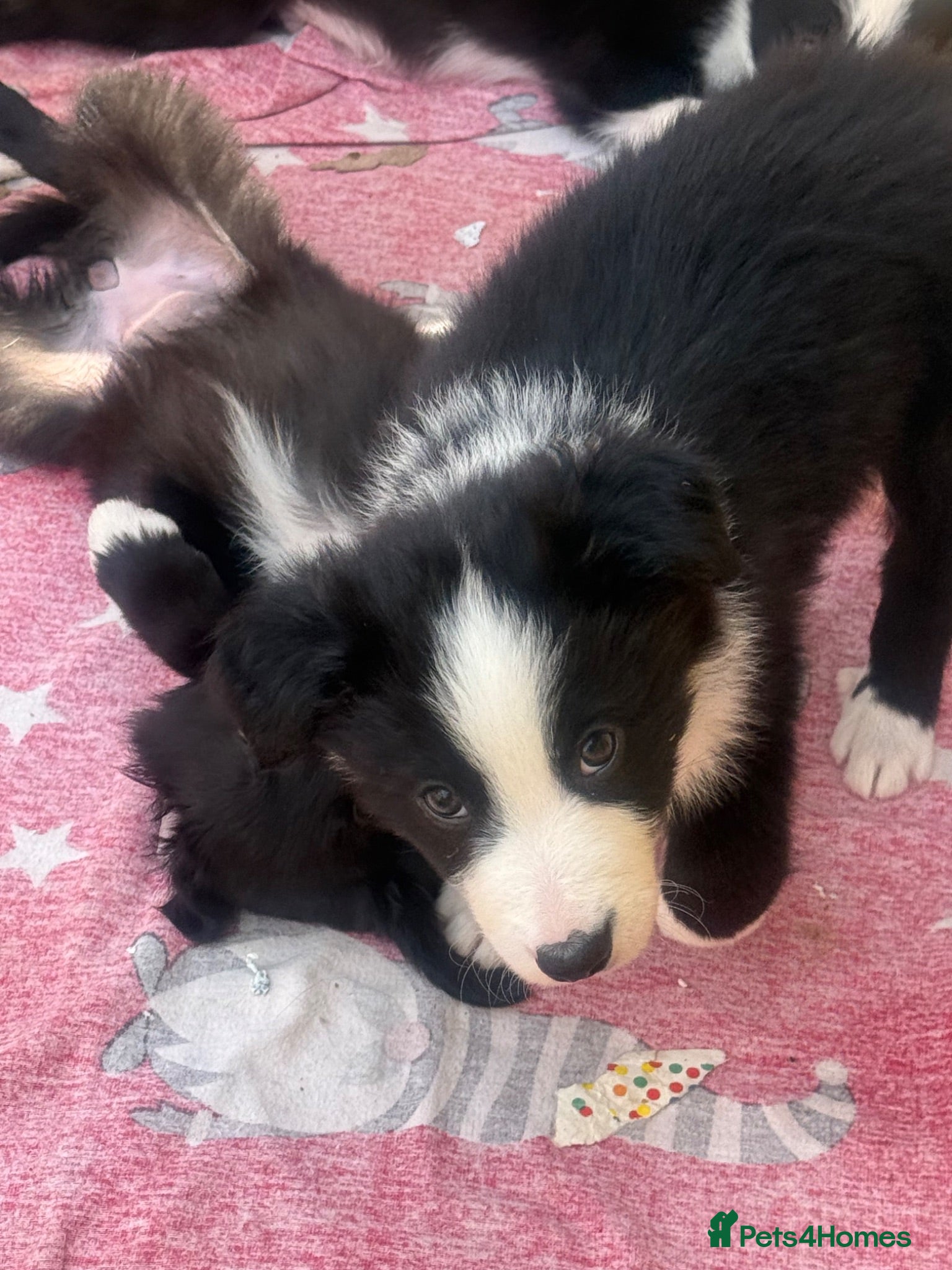 Mixed Breed dogs Last 3 available £750.00 - Advert 12