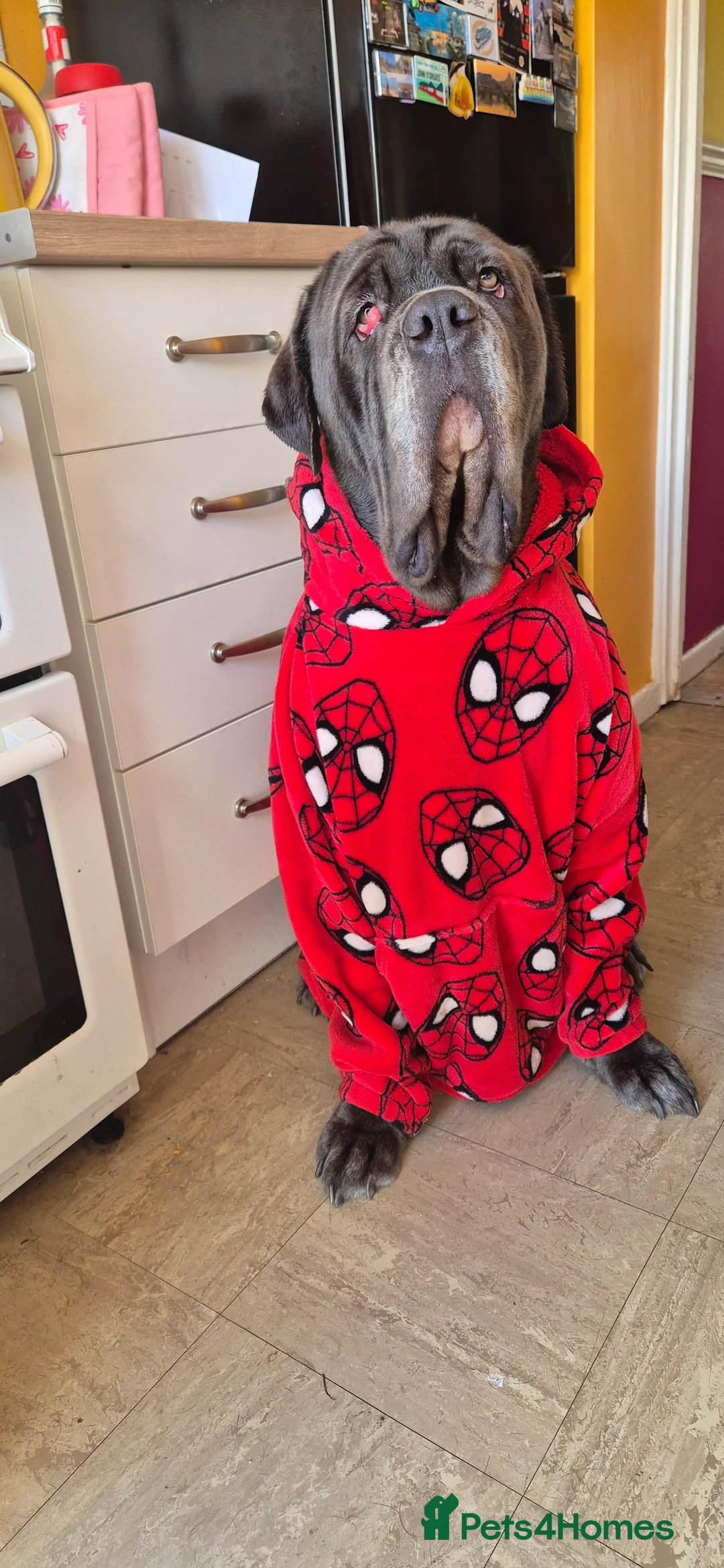 Neapolitan Mastiff dogs for sale: 2 year old Neopolitan mastiff  - Advert 2