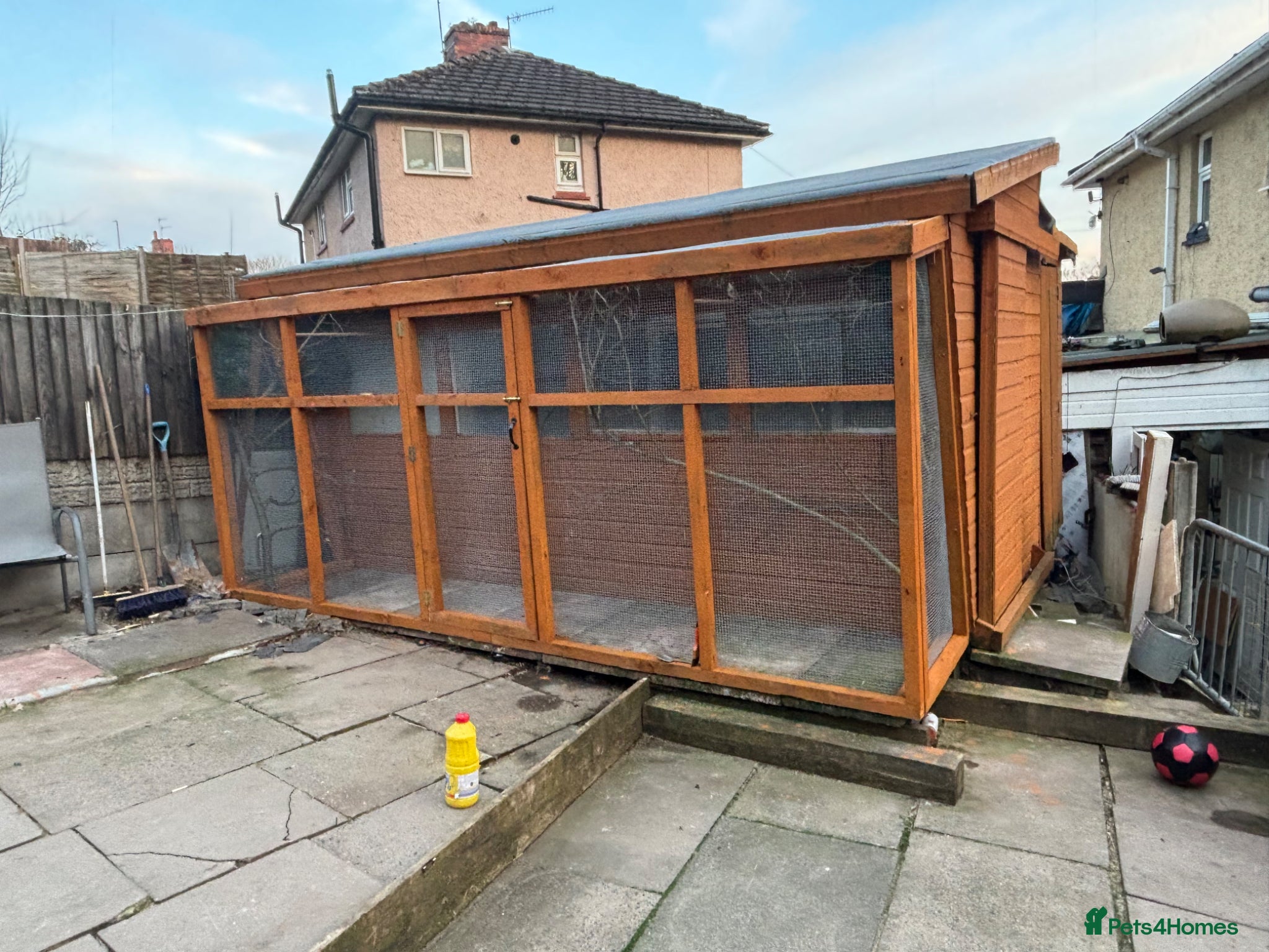 Canaries birds Any border or rollers canarys - Advert 1