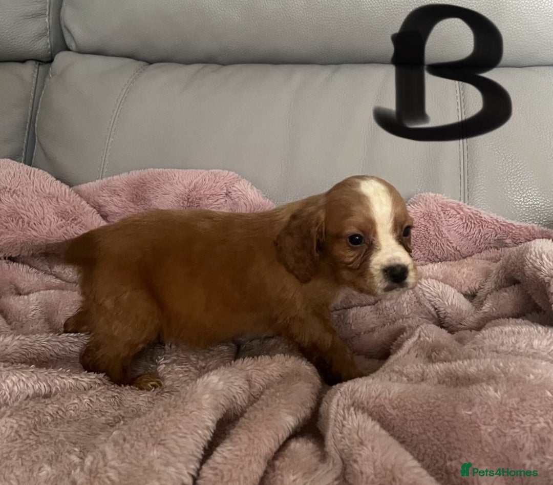 Cocker Spaniel dogs for sale: Cocker spaniel puppies for sale  - Advert 6