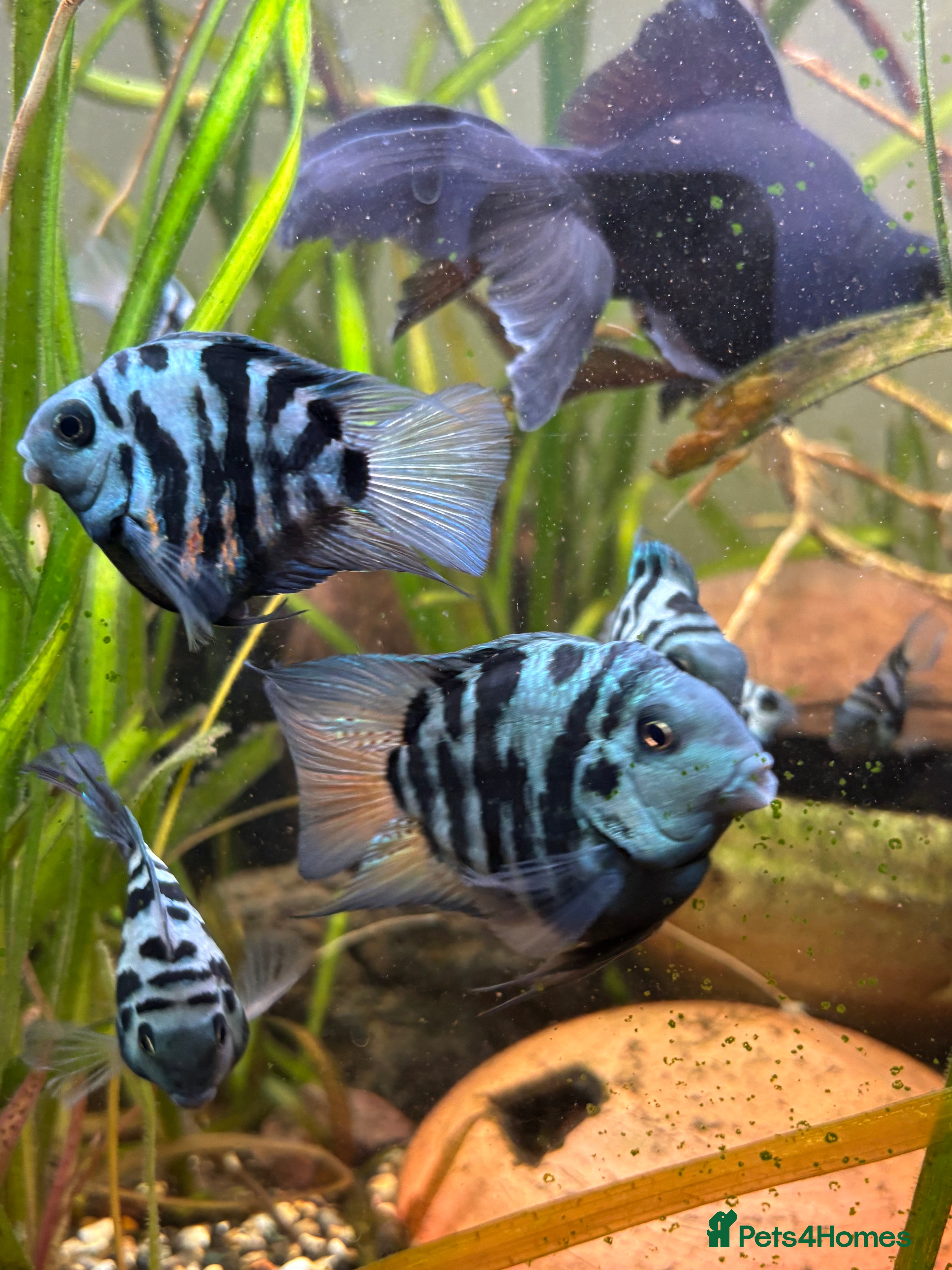 Cichlids fish DISCOUNT - POLAR BLUE CICHLIDS FRY - Advert 1