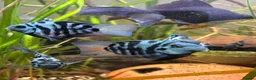 Cichlids fish for sale: DISCOUNT - POLAR BLUE CICHLIDS FRY - Advert 1