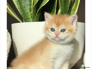 British Shorthair cats Vlastar Lux Quatty - BSH Black Golden Chinchilla - Advert 1