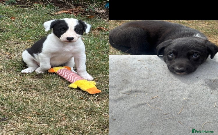 Mixed Breed dogs - Advert 3