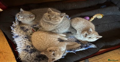 British Shorthair cats - Advert 12