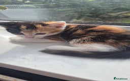 Mixed Breed cats for sale: Kittens  - Image 13