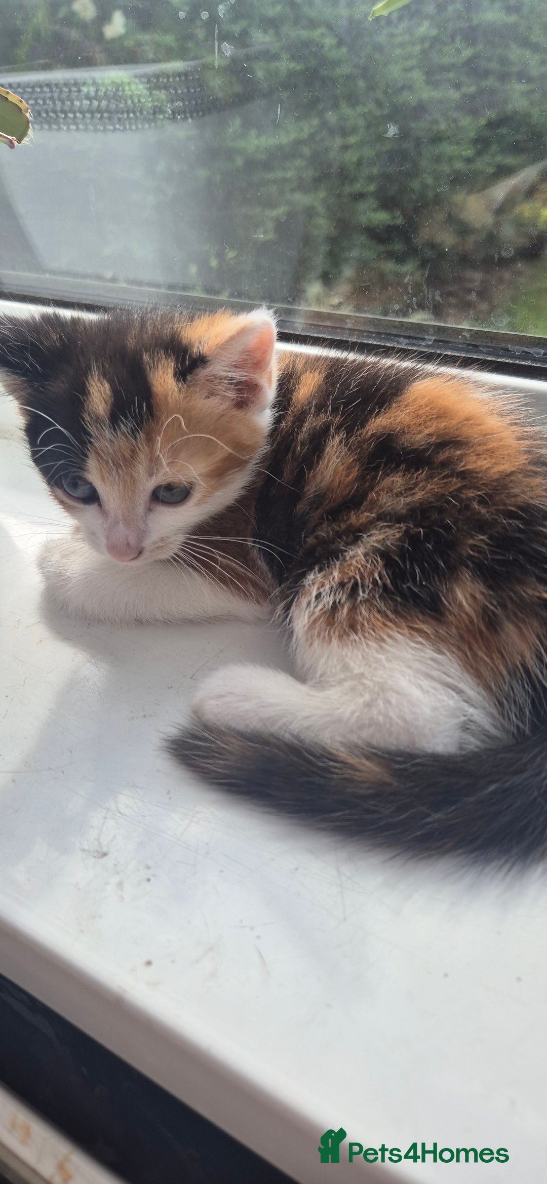 Mixed Breed cats for sale: Kittens  - Image 13