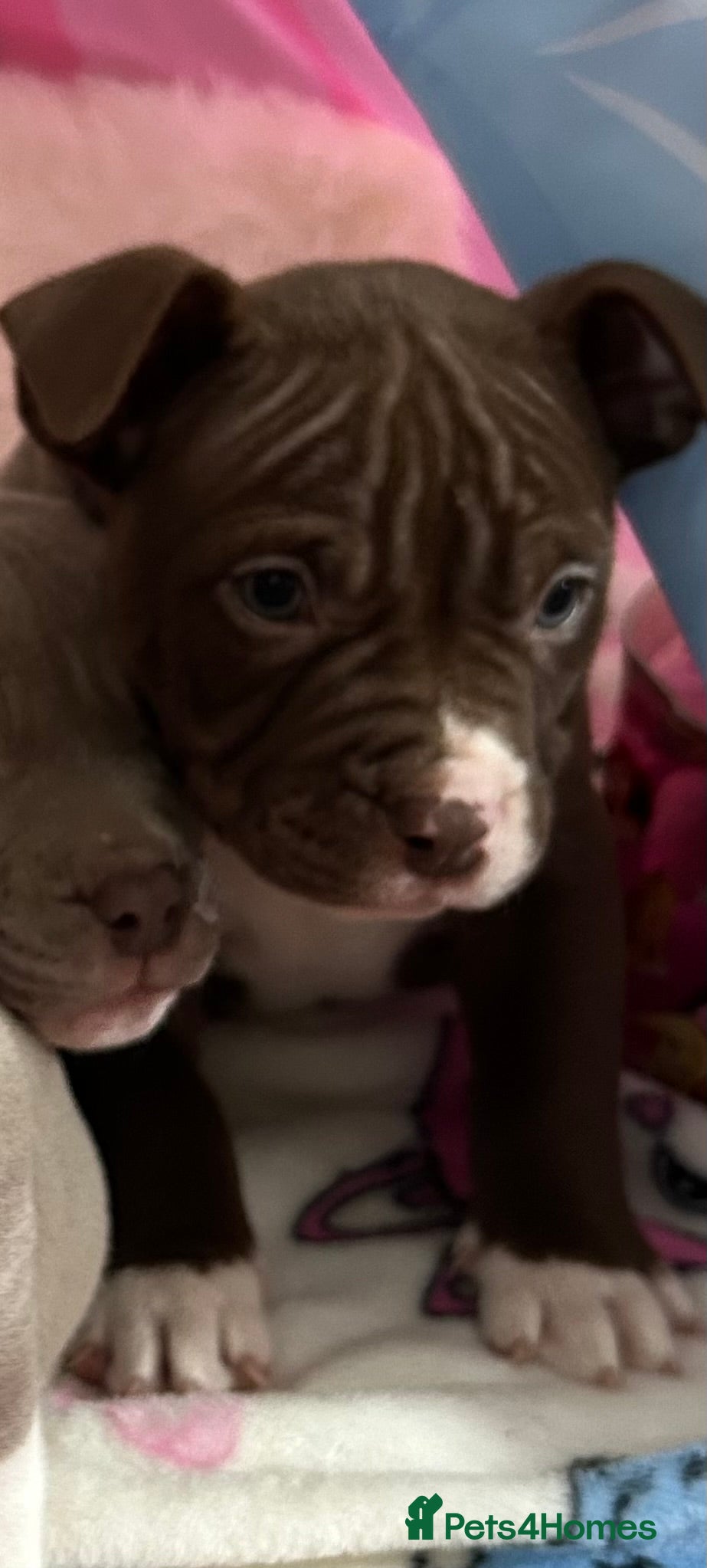 American Bully dogs American pocket bullys - Advert 11