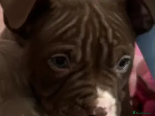 American Bully dogs American pocket bullys - Advert 11