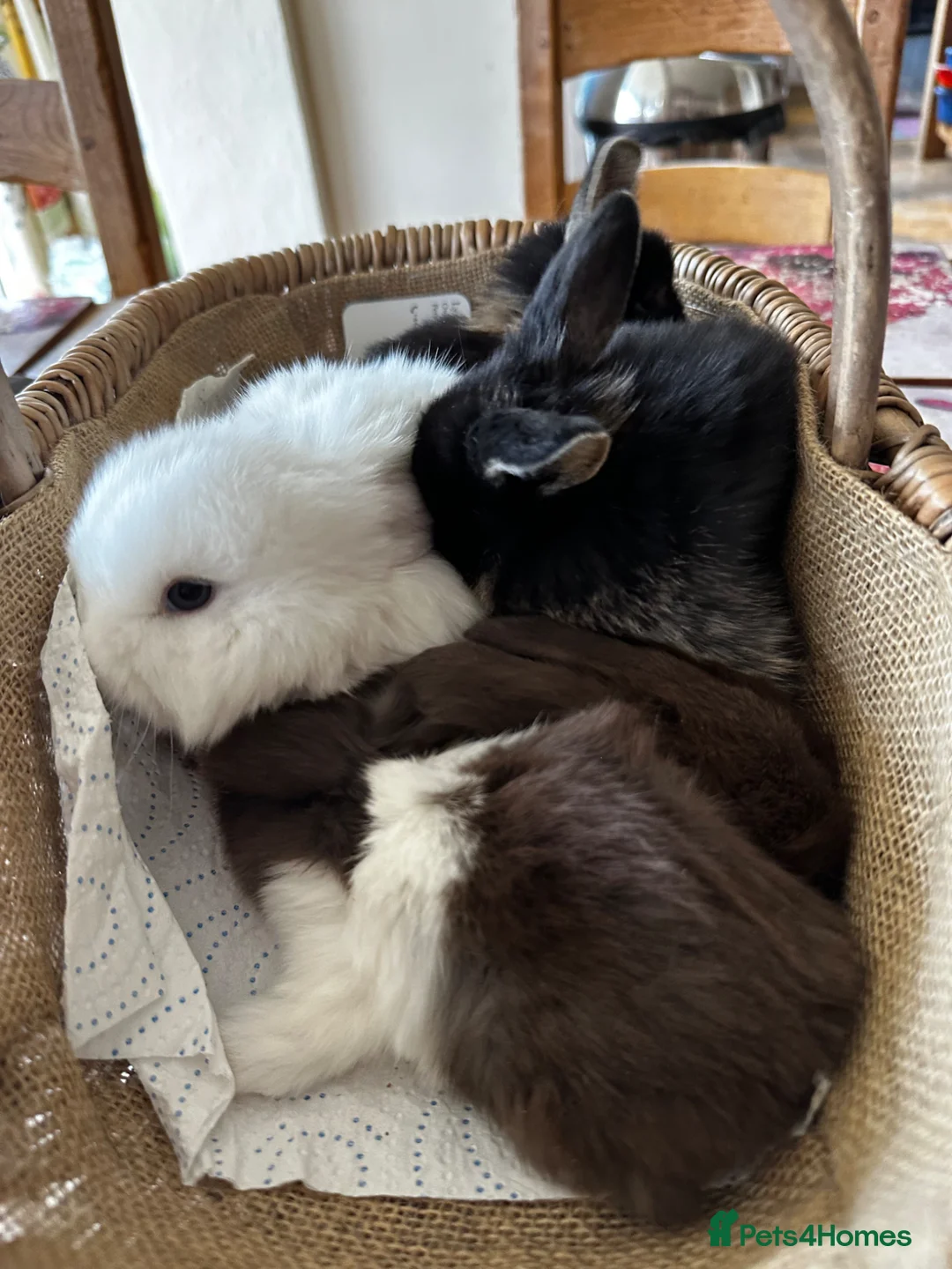 Mini Lop rabbits for sale: Mini lop babies ready for small hands - Advert 1