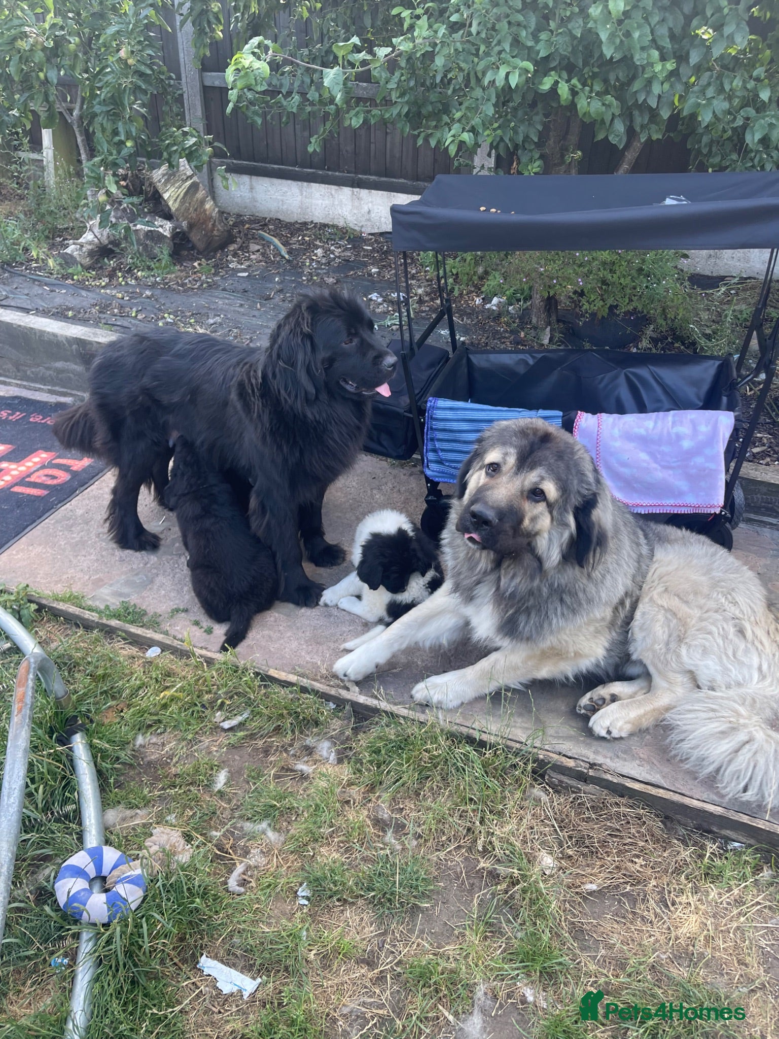Mixed Breed dogs (2WEEKS to go)Black landseer Newfoundland puppies  - Advert 3
