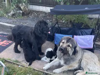 Mixed Breed dogs (2WEEKS to go)Black landseer Newfoundland puppies - Advert 5