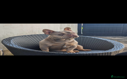 French Bulldog dogs for sale: KC Fluffy Carriers Isabella French Bulldogs puppy - Image 5