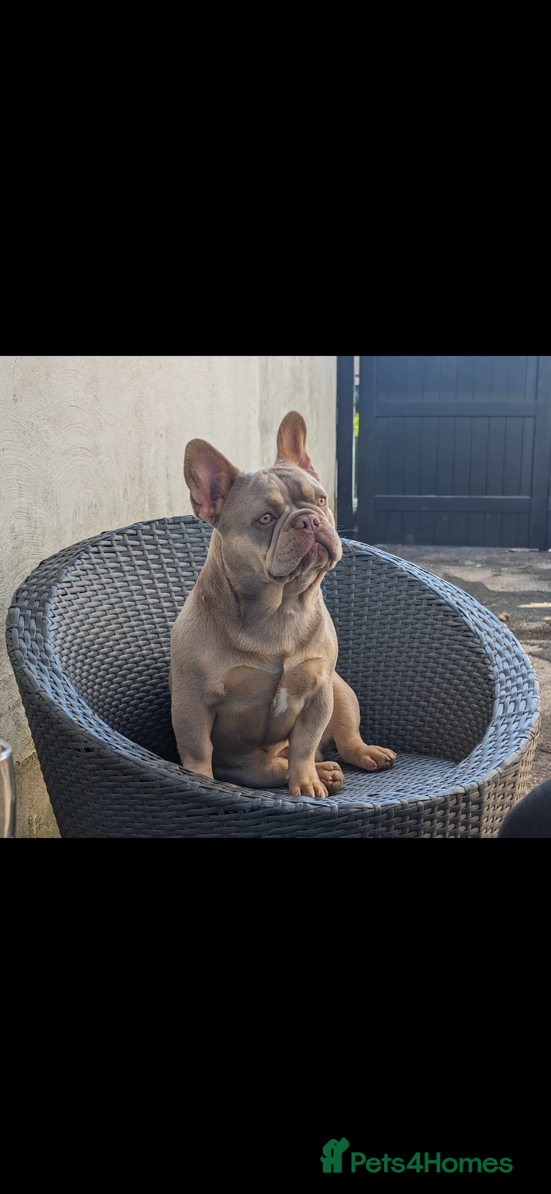 French Bulldog dogs for sale: KC Fluffy Carriers Isabella French Bulldogs puppy - Image 5