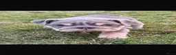 English Bulldog dogs for sale: Female English bulldog  in Coatbridge - Advert 4