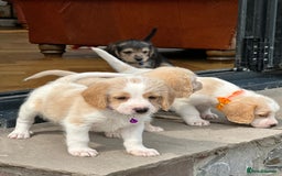 Mixed Breed dogs for sale: Beautiful Beagle X Cavapoo Puppies 🐾  - Image 3