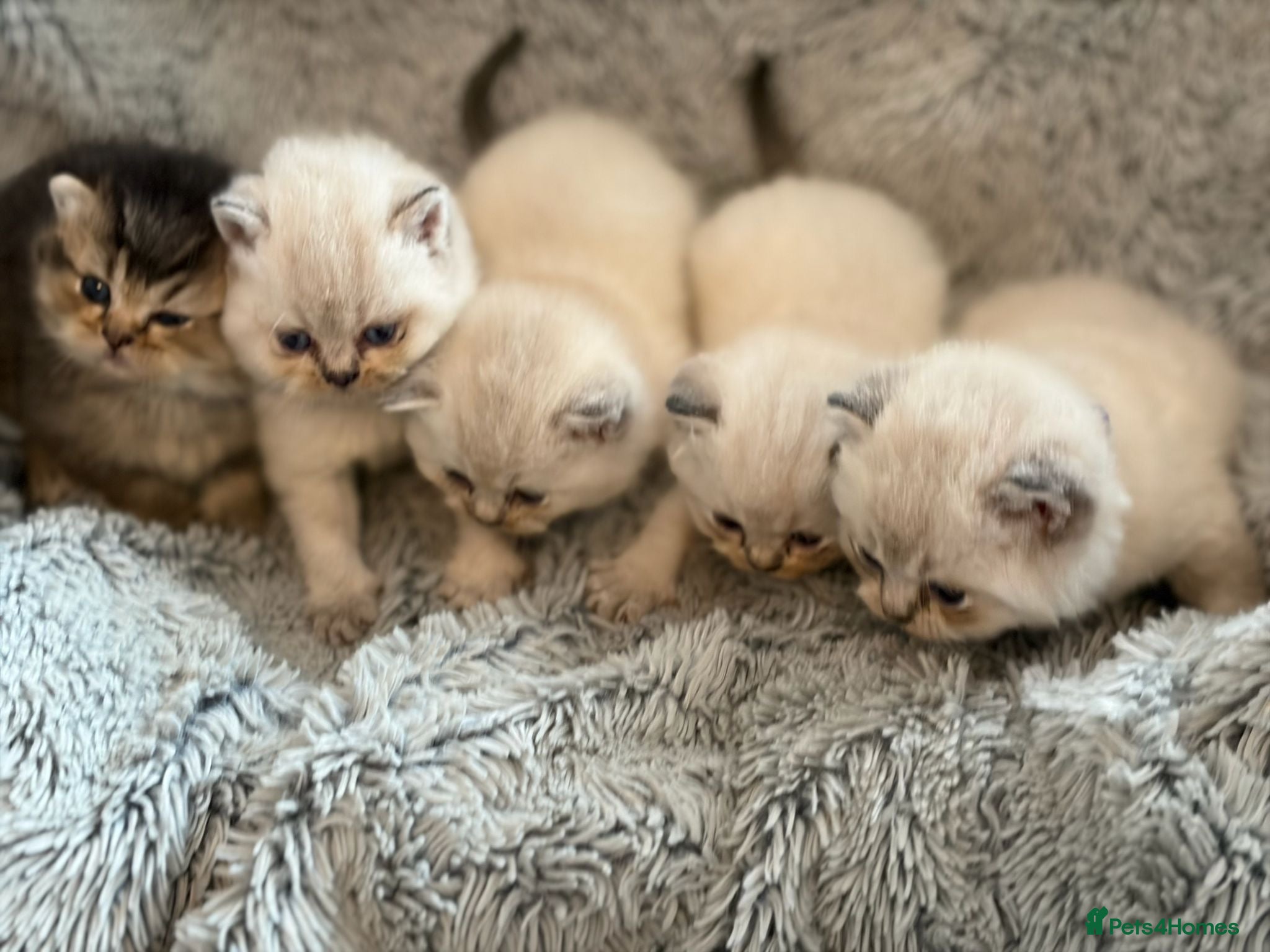 British Shorthair cats GCCF BSH colour point kittens  - Advert 1