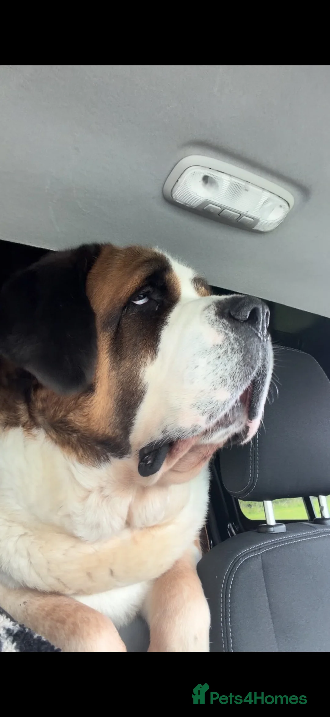 Saint Bernard dogs for sale: Kc Saint Bernard  - Advert 2