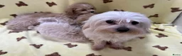 Maltipoo dogs for sale: 🐶5 Maltipoo puppies F1🐾 in Upminster - Advert 2
