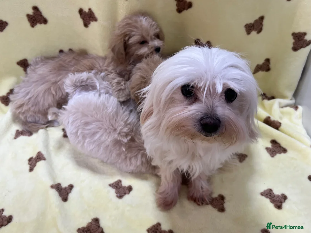 Maltipoo dogs for sale: 🐶5 Maltipoo puppies F1🐾 in Upminster - Advert 2