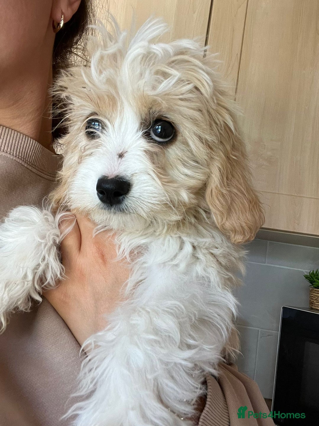 Cavachon dogs for sale: Cavachon Puppies 🐾🐶 1 GIRL LEFT REDUCED - Image 33