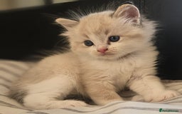 Ragdoll cats for sale: Tica registeeed tabby bicolour ragdolls - Image 8