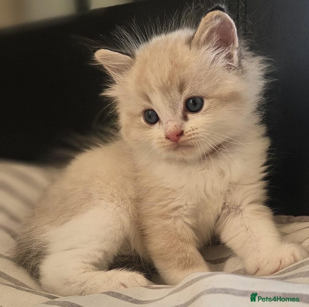 Ragdoll cats for sale: Tica registeeed tabby bicolour ragdolls - Image 8