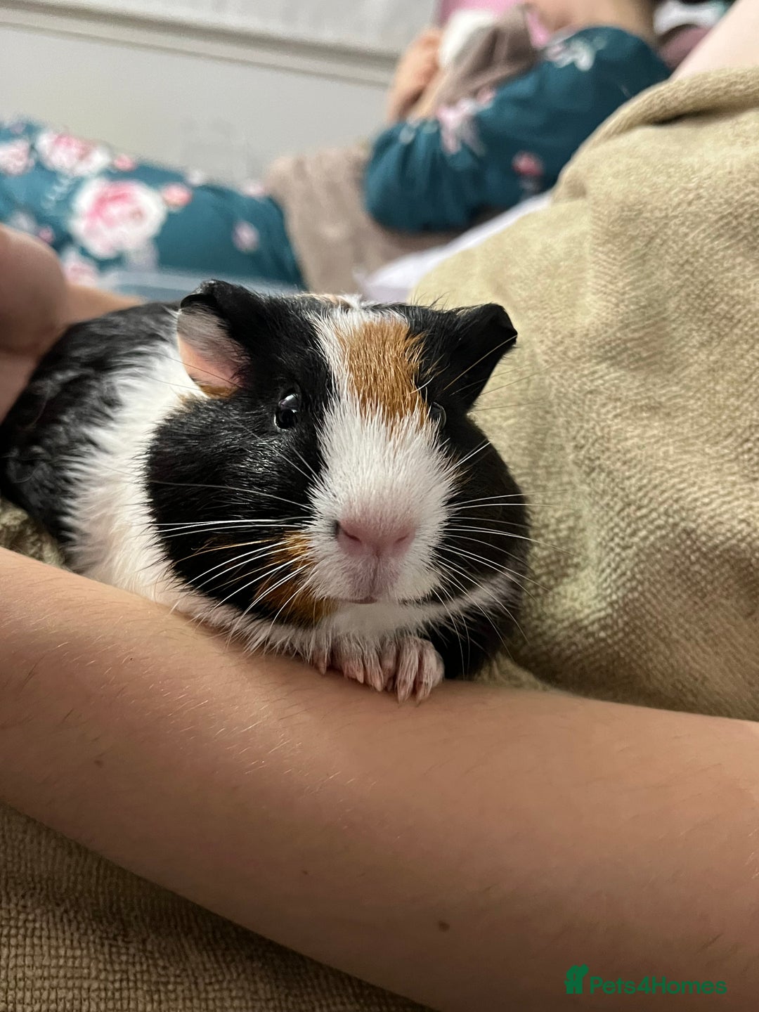 Guinea Pig rodents for sale: Male guinea pigs with cage and accessories  - Image 12