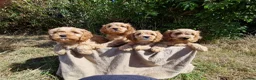 Cavapoo dogs for sale: Cuddly Cavapoos Ready Now! - Advert 7