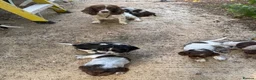 Cocker Spaniel dogs for sale: Pups for sale - Advert 2