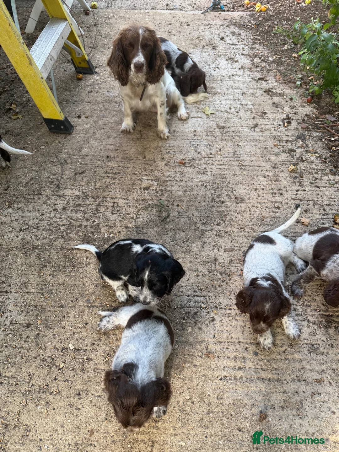 Cocker Spaniel dogs for sale: Pups for sale - Advert 2