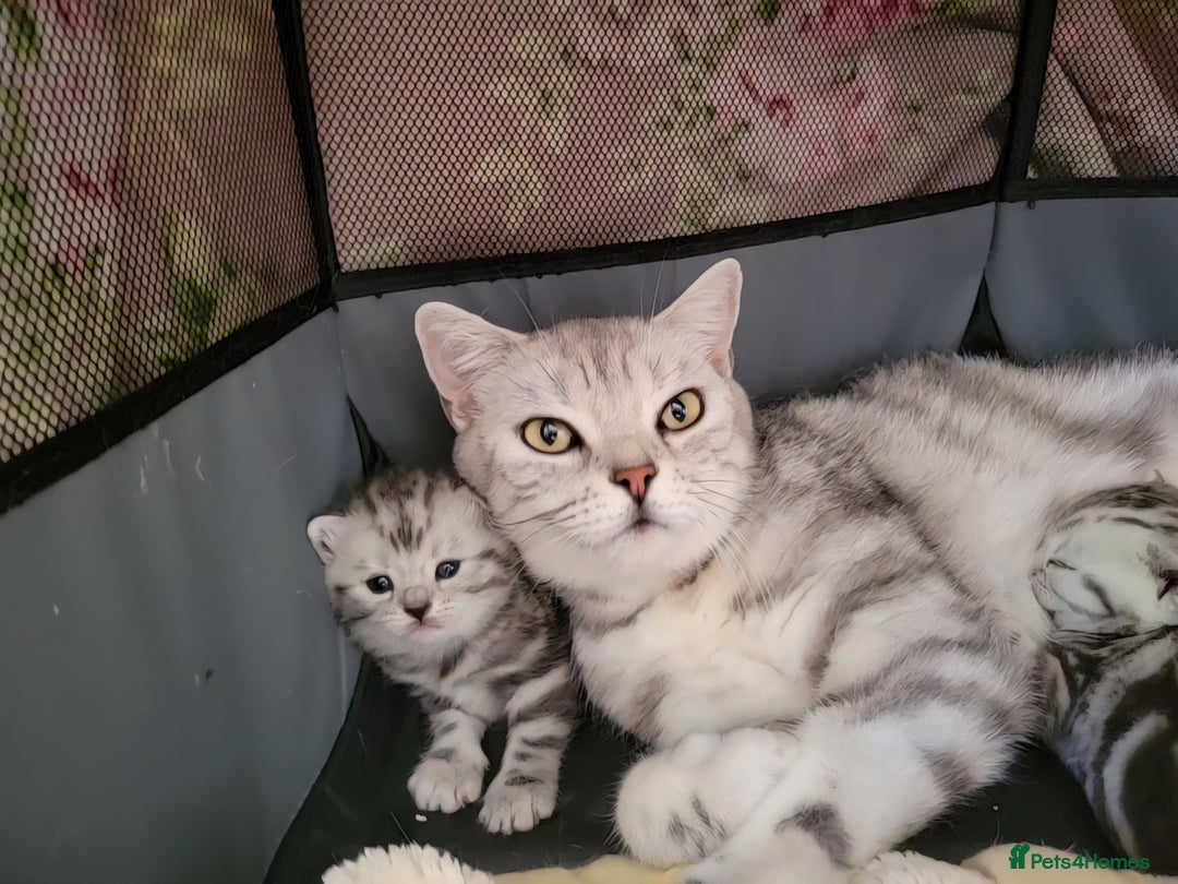 British Shorthair cats for sale: British Shorthair Silver Tabby  - Image 1