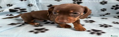 Miniature Dachshund Puppy 3