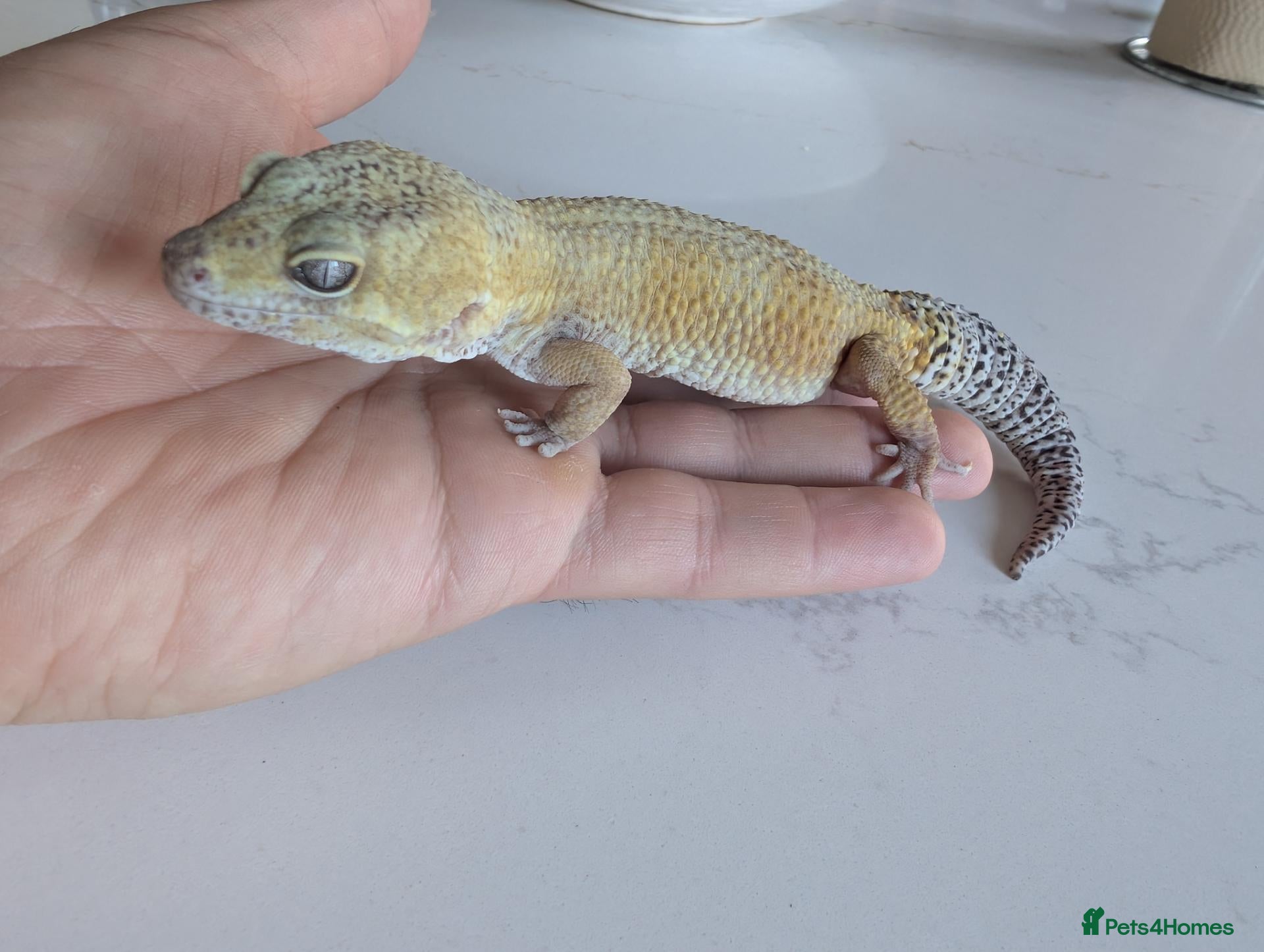 Leopard Gecko reptiles 7-Year-Old Leopard Gecko + Full Vivarium Setup - Advert 1