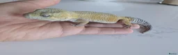 Leopard Gecko reptiles for sale: 7-Year-Old Leopard Gecko + Full Vivarium Setup - Advert 1