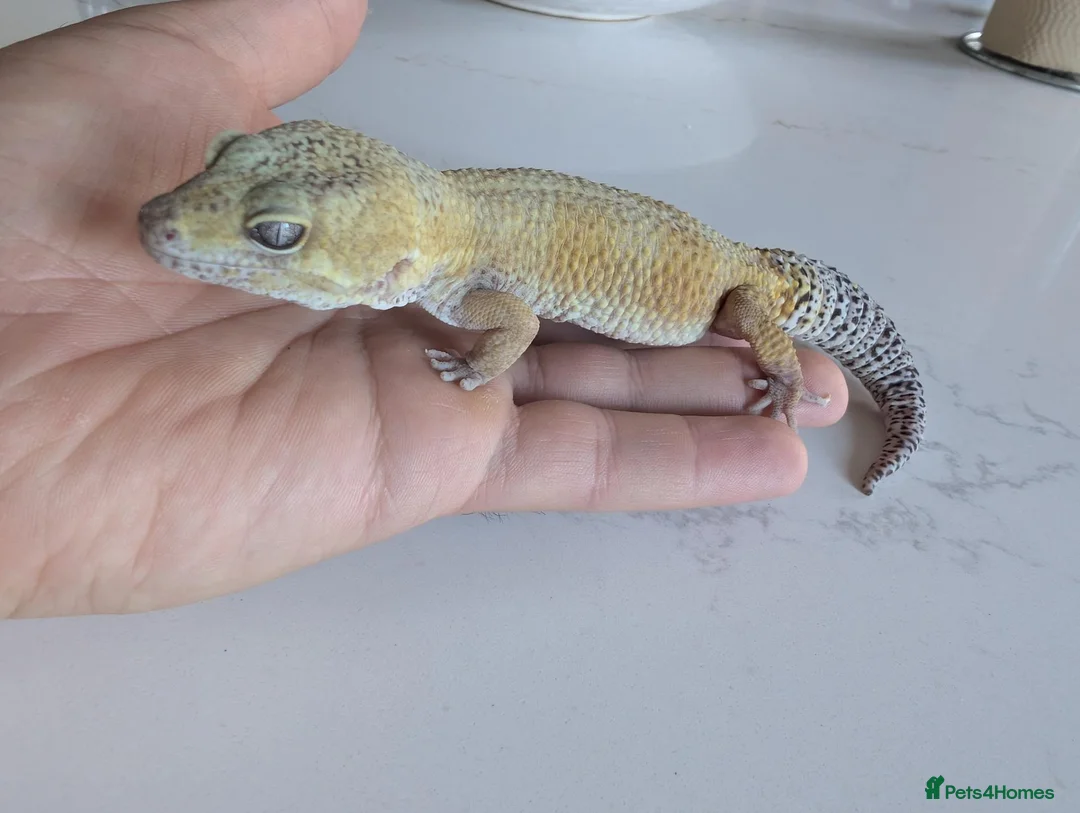 Leopard Gecko reptiles for sale: 7-Year-Old Leopard Gecko + Full Vivarium Setup - Advert 1