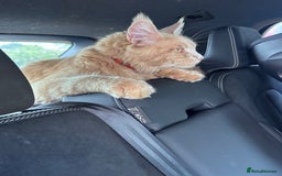 Maine Coon cats for sale: Final kitten left 🧡💛🧡💛 - Image 19