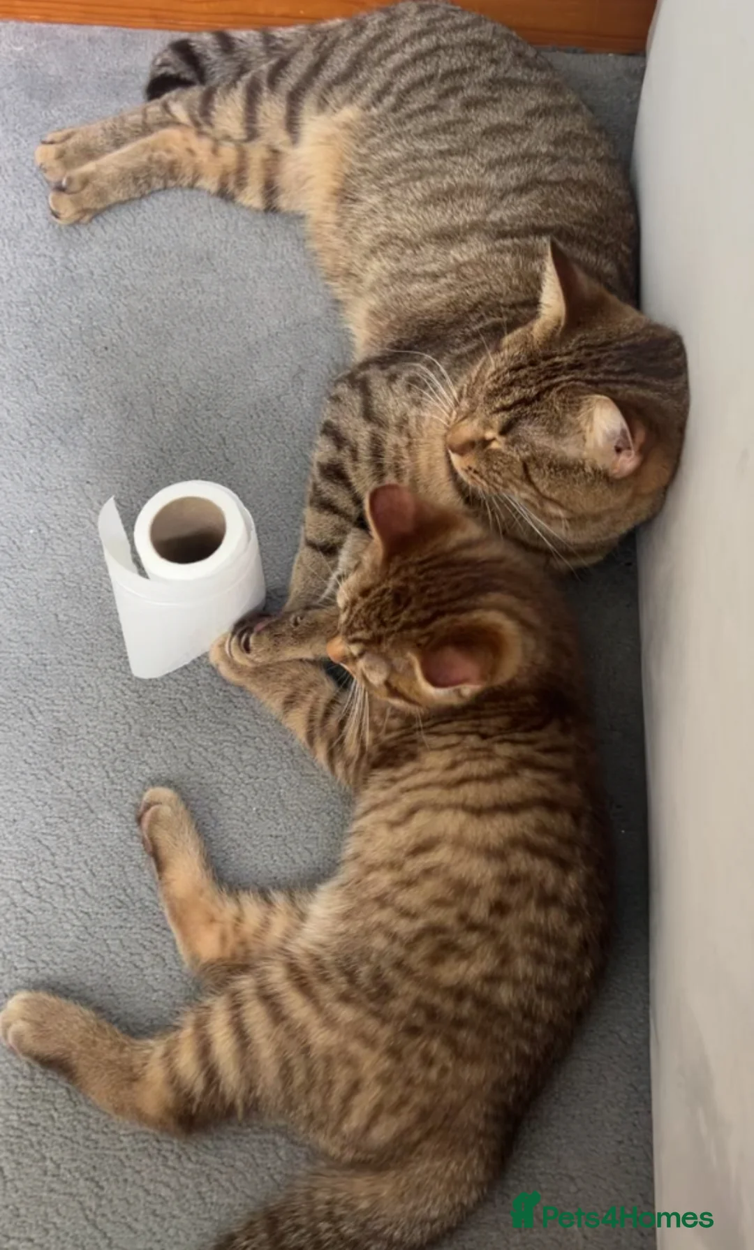 Mixed Breed cats for sale: Male British Shorthair/Bengal Kitten  in Blackburn - Advert 2