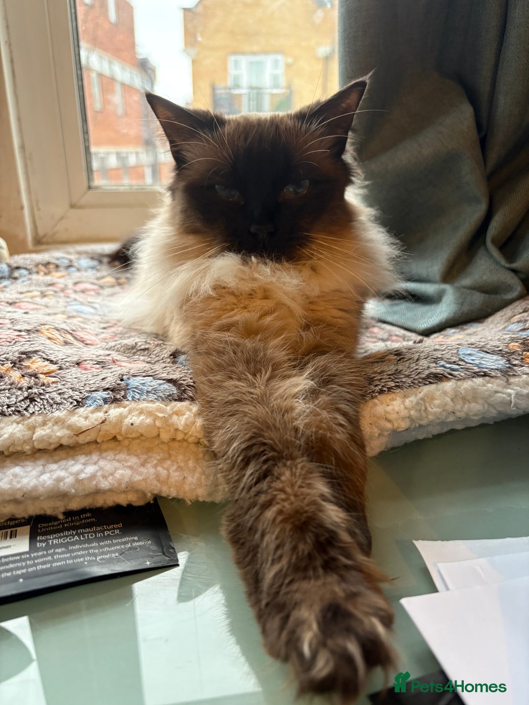 Mixed Breed cats for sale: Fluffy Half-Ragdoll Kittens - Image 9