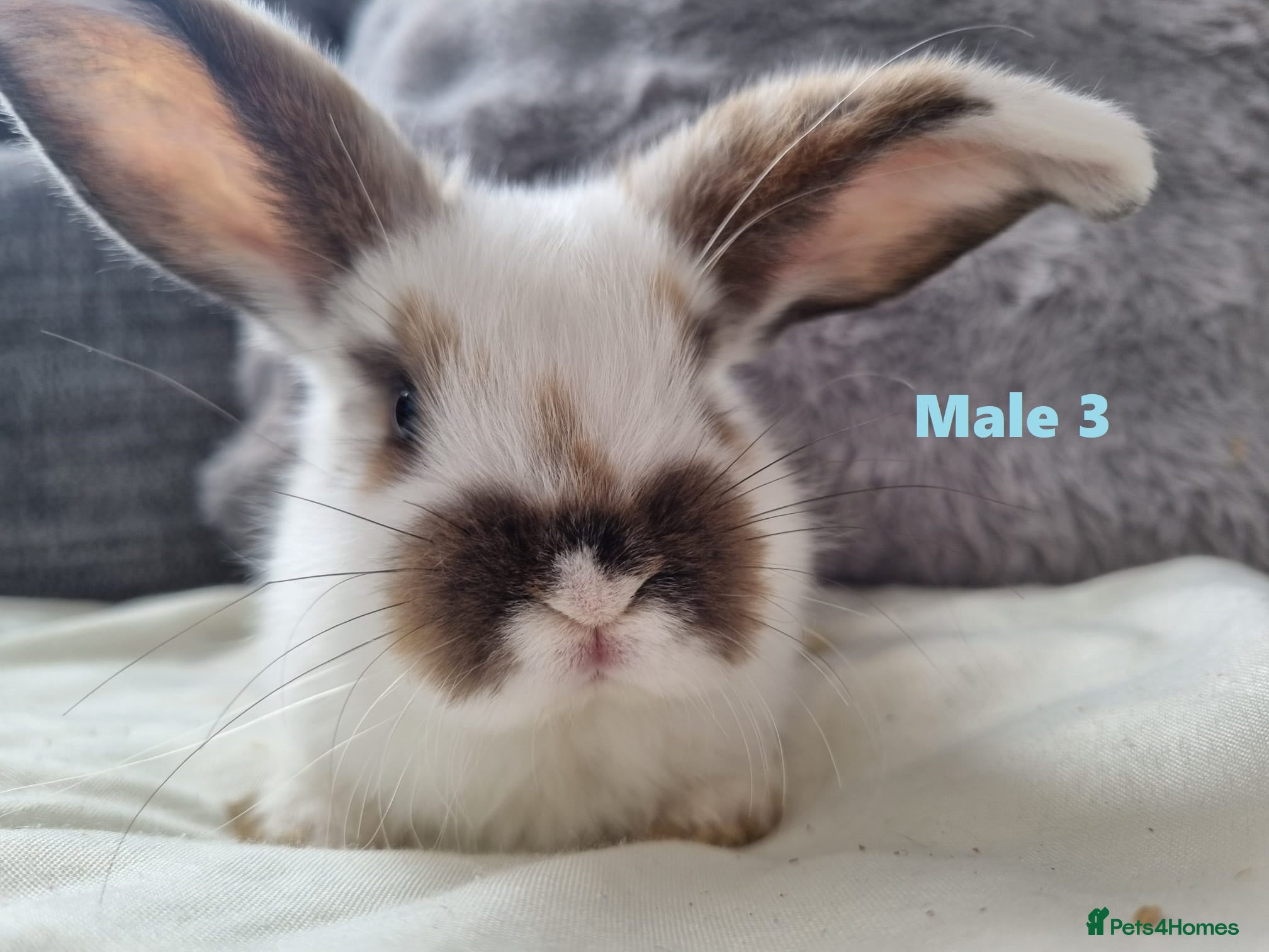 Mini Lop rabbits French x Mini Lop kits Ready to Go "MUST READ" - Advert 2