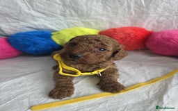 Goldendoodle dogs for sale: 👑Superb Rare Toy/Mini Deepest Red Goldendoodles👑 - Image 27