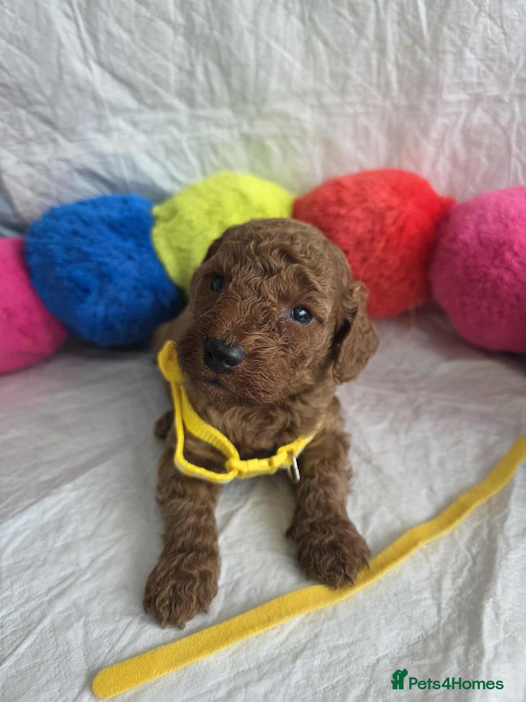 Goldendoodle dogs for sale: 👑Superb Rare Toy/Mini Deepest Red Goldendoodles👑 - Image 27