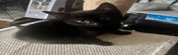 Mixed Breed cats for sale: 4 lively kittens looking for forever homes  - Advert 7
