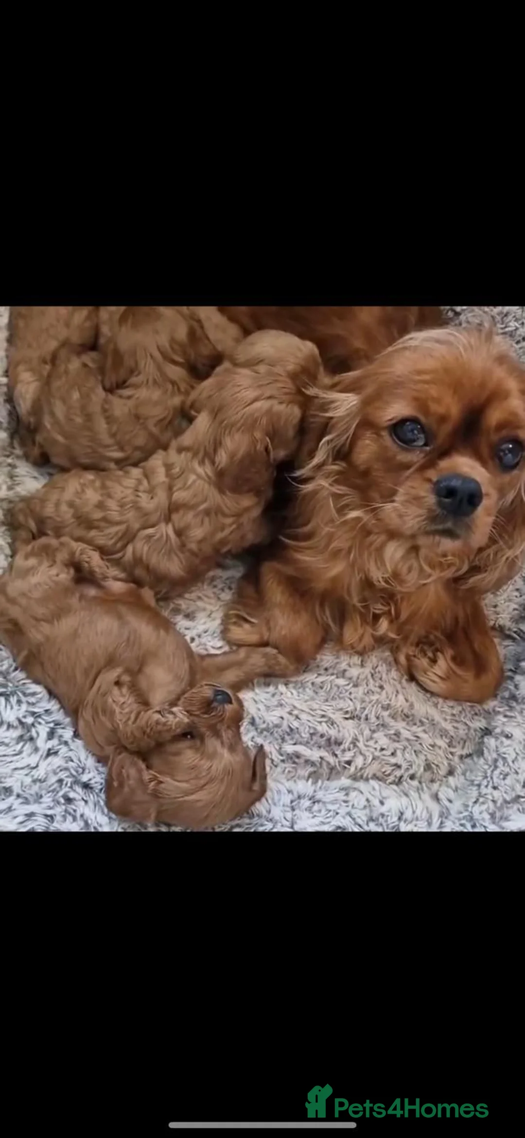 Cavapoo dogs for sale: Gorgeous Cava-Poo puppies ready for now  - Advert 2