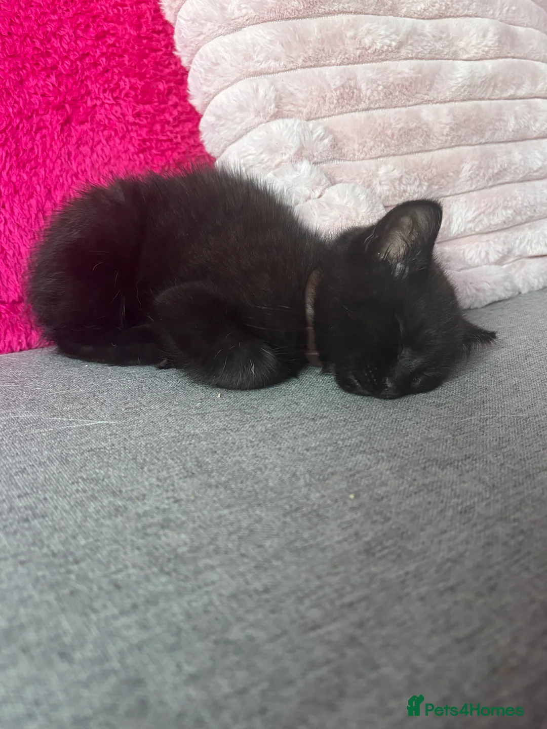 Mixed Breed cats for sale: Black kitten  in Northampton - Advert 1