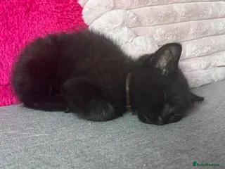 Mixed Breed cats Black kitten - Advert 2