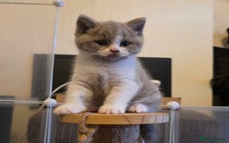 British Shorthair cats for sale: GCCF Registered British Shorthair Kittens - Image 35