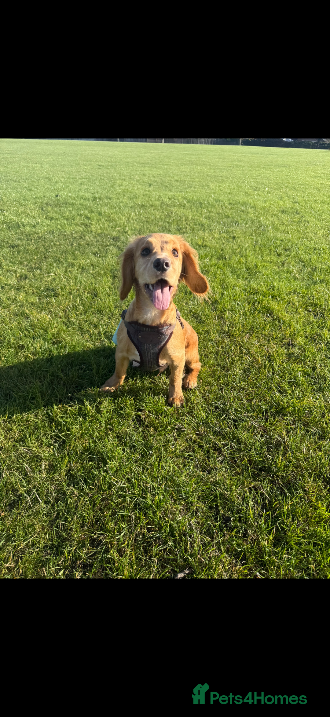Cocker Spaniel dogs for sale: Cocker spaniel Puppy  - Advert 3