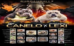 American Bully dogs for sale: Pocket bully pup - Image 9