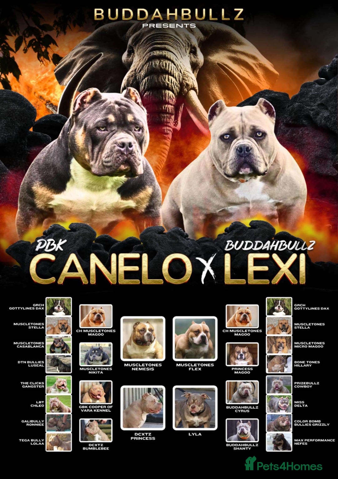 American Bully dogs for sale: Pocket bully pup - Image 9